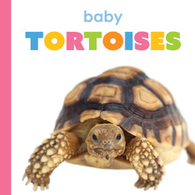 Baby Tortoises by Meg Greve, 9781682775776