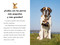 ¿Por qué ladran los perros? (Why Do Dogs Bark? Spanish Edition) by Joan Holub, Anna DiVito, Yanitzia Canetti, 9780593889206