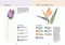 The Colour Mixing Guide: Watercolour Botanicals by Julie Collins, 9781800922440