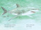 Sharks! by Ginjer L. Clarke, Steven James Petruccio, 9780593891193