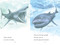 Sharks! by Ginjer L. Clarke, Steven James Petruccio, 9780593891193