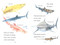 Sharks! by Ginjer L. Clarke, Steven James Petruccio, 9780593891193