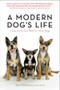 A Modern Dog's Life (How to Do the Best for Your Dog) by Paul McGreevy, 9781615190188