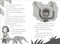 Dinosaur Club: The Edmontosaurus Stampede by Rex Stone, Louise Forshaw, 9780593965276