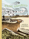 Spring Unfurled (part of a beautiful new series from beloved illustrator and print-maker Angela Harding) by Angela Harding, 9781408721919
