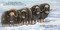 Good Night Alaskan Animals by Adam Gamble, Mark Jasper, Gail Yerrill, 9781649071293