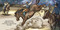 Good Night Rodeo by Adam Gamble, Mark Jasper, Harvey Stevenson, 9781649071385