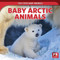 Baby Arctic Animals by Rachael Morlock, 9781499445107