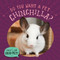 Do You Want a Pet Chinchilla? by Louis Mallory, 9781978540743
