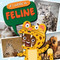 Feline - 9781538398081 by Charis Mather, 9781538398081