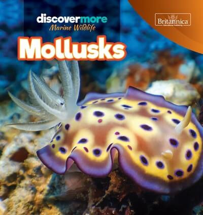 Mollusks - 9781641903578 by Kaitlyn Salvatore, 9781641903578