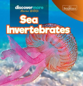 Sea Invertebrates by Kaitlyn Salvatore, 9781641903592