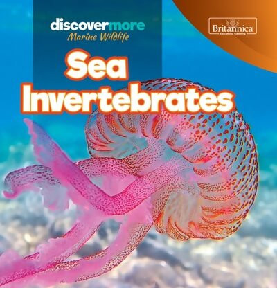 Sea Invertebrates - 9781641903608 by Kaitlyn Salvatore, 9781641903608