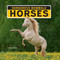 Horses - 9781684502745 by Madison Parker, 9781684502745