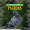 Pigeons - 9781684502837 by Madison Parker, 9781684502837