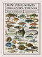 How Zoologists Organize Things (The art of classification) by David Bainbridge, 9781836006503