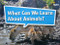 Book 019: What Can We Learn About Animals? (Leveled Reader, On Level Grade K) by HMH HMH, 9780544071964