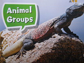 Book 029: Animal Groups (Leveled Reader, Enrichment Grade K) by HMH HMH, 9780544072060