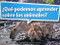 Book 019: ¿Qué podemos aprender sobre los animales? (Leveled Reader, On Level Grade K) (Spanish Edition) by HMH HMH, 9780544075955