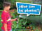 Book 020: ¿Qué son las plantas? (Leveled Reader, On Level Grade K) (Spanish Edition) by HMH HMH, 9780544075962