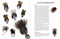 Feather Bender's Advanced Flytying Techniques by Barry Ord Clarke, 9781510783089