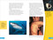 DDK Super Readers Level 4 French Translation Shark Attack - Danger : Requins by DK, 9780593968246