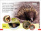 DK Super Readers Pre-Level A Bed for the Winter - 9798217125494 by DK