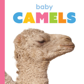 Baby Camels - 9781628329513 by Kim Thompson, 9781628329513