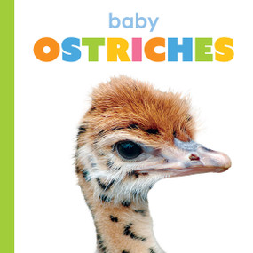Baby Ostriches by Kim Thompson, 9781682778371