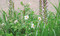 What Grows Together (Fail-Safe Plant Combinations for Every Garden) by Jamie Butterworth, 9798217126453