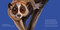 Hello, I'm a Loris (Meet the Wild Things, Book 6) by Hayley Rocco, John Rocco, 9780593858783