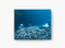 Mediterranean Planet by Laurent Ballesta, 9782490952106