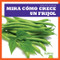 Mira cómo crece un frijol (Watch a Bean Grow) by Kirsten Chang, 9781641285216
