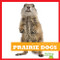 Prairie Dogs - 9781624967627 by Cari Meister, 9781624967627