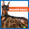 Mamíferos (Mammals) (Spanish Edition) - 9781620316399 by Erica Donner, 9781620316399