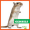 Gerbils by Vanessa Black, 9781620315514