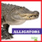 Alligators - 9781620313794 by Vanessa Black, Dana Flemming, 9781620313794