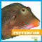 Pufferfish - 9781620311905 by Mari Schuh, Dana Flemming, 9781620311905