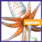 Squids - 9781620311936 by Mari Schuh, Dana Flemming, 9781620311936