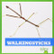 Walkingsticks - 9781620311653 by Mari Schuh, 9781620311653