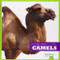 Camels - 9781620311745 by Mari Schuh, Dana Flemming, 9781620311745