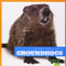 Groundhogs by Cari Meister, Dana Flemming, 9781620311677