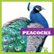 Peacocks - 9781620311684 by Cari Meister, 9781620311684