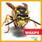 Wasps - 9781620310885 by Mari Schuh, 9781620310885