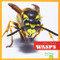 Wasps - 9781620310885 by Mari Schuh, 9781620310885
