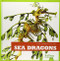 Sea Dragons by Cari Meister, 9781620311011