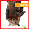 Bats - 9781620310687 by Martha E. H. Rustad, 9781620310687
