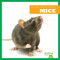 Mice - 9781620310700 by Martha E. H. Rustad, 9781620310700