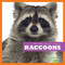 Raccoons - 9781620310724 by Martha E. H. Rustad, 9781620310724