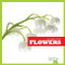 Flowers - 9781620314463 by Rebecca Stromstad Glaser, 9781620314463